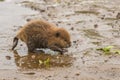 Baby Beaver