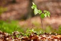 Baby beech tree in the forest Royalty Free Stock Photo