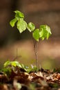 Baby beech tree in the forest Royalty Free Stock Photo