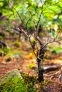 Baby beech tree with selective focus Royalty Free Stock Photo