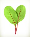 Baby beetroot leaves Royalty Free Stock Photo