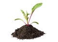 Baby beetroot sprout ready to plant isolated on white background