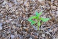 Baby Bell pepper plant Royalty Free Stock Photo