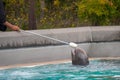 Baby Beluga Training at Marineland Canada Royalty Free Stock Photo