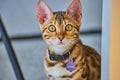 Baby Bengal kitten starring intent at camera with nametag Evaki Royalty Free Stock Photo