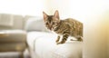 Cute baby bengal on the living room Royalty Free Stock Photo