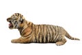 Baby bengal tiger isolated Royalty Free Stock Photo