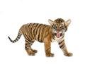Baby bengal tiger Royalty Free Stock Photo