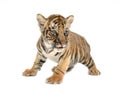 Baby bengal tiger Royalty Free Stock Photo