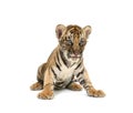 Baby bengal tiger Royalty Free Stock Photo