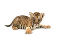 Baby bengal tiger Royalty Free Stock Photo