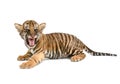 Baby bengal tiger Royalty Free Stock Photo