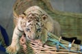 Baby bengal tiger wantonly Royalty Free Stock Photo
