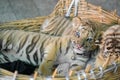Baby bengal tiger wantonly Royalty Free Stock Photo