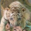 Baby bengal tiger wantonly Royalty Free Stock Photo