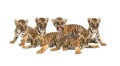 Baby bengal tiger on white background Royalty Free Stock Photo