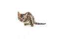 cute baby bengal on the white surface Royalty Free Stock Photo