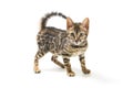 cute baby bengal on the white surface Royalty Free Stock Photo