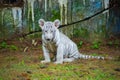 baby bengal white tiger Royalty Free Stock Photo