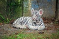 baby bengal white tiger Royalty Free Stock Photo