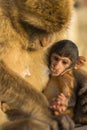 A baby berber monkey with its mother Royalty Free Stock Photo