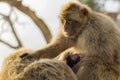 A baby berber monkey with its mother.