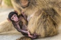 A baby berber monkey with its mother in Gibraltar