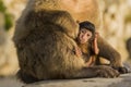 A baby berber monkey with its mother in Gibraltar