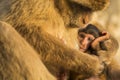 A baby berber monkey with its mother in Gibraltar