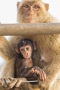 A baby berber monkey with its mother in Gibraltar