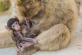 A baby berber monkey with its mother in Gibraltar
