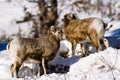 Baby Big Horn sheep Royalty Free Stock Photo