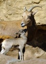 Baby Bighorn Sheep and Mother