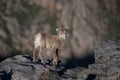 Baby Bighorn Sheep on a Mountain Cliff Royalty Free Stock Photo