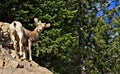 Baby Bighorn Sheep Royalty Free Stock Photo