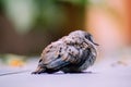 Rufous-bellied thrush baby bird Royalty Free Stock Photo