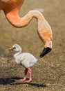 Baby Bird Of The American Flamingo