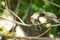 Baby bird being fed by his dad