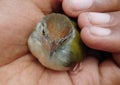 Baby Bird on boys hand