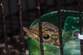 Baby bird in cage