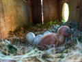 baby bird in cage with three unhatched eggs, horizontal photo Royalty Free Stock Photo
