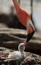 Baby bird of the Caribbean flamingo.