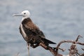 Baby bird frigate Royalty Free Stock Photo