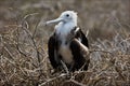 Baby bird of a frigate on a nest. Royalty Free Stock Photo