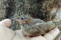 A baby bird in the hands of a man.