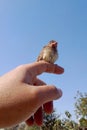 A baby bird in the hands of a man.