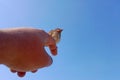 A baby bird in the hands of a man.