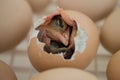 Baby Bird Hatching