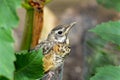 Baby bird hiding in garden.