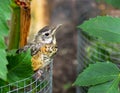 Baby bird hiding in garden,